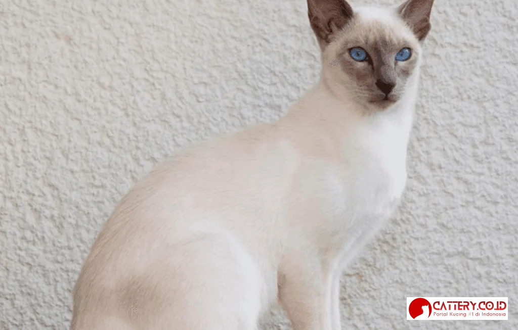 kucing tonkinese whiskas indonesia