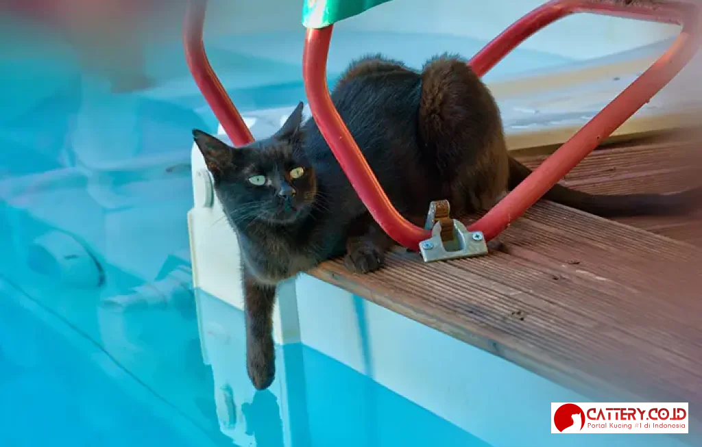 kucing yang suka air