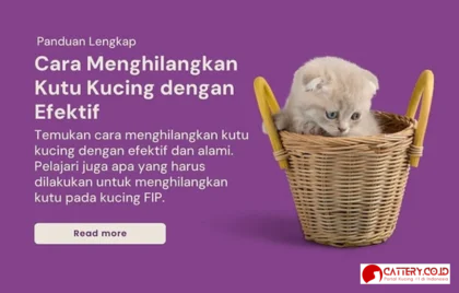kutu kucing penyebab dan cara mengatasi