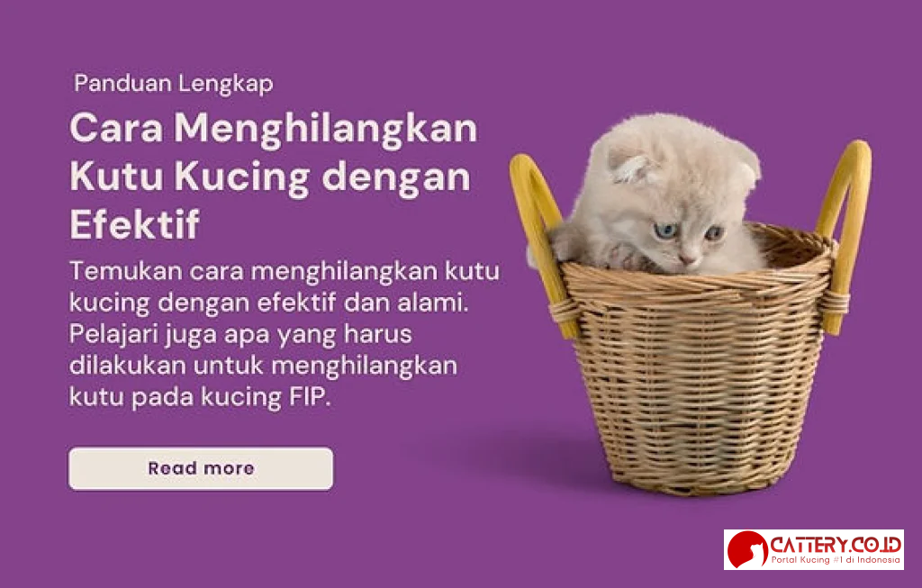 kutu kucing penyebab dan cara mengatasi