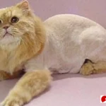 lion cut untuk kucing