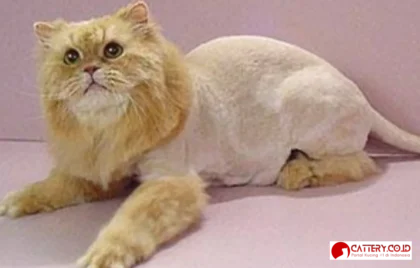 lion cut untuk kucing