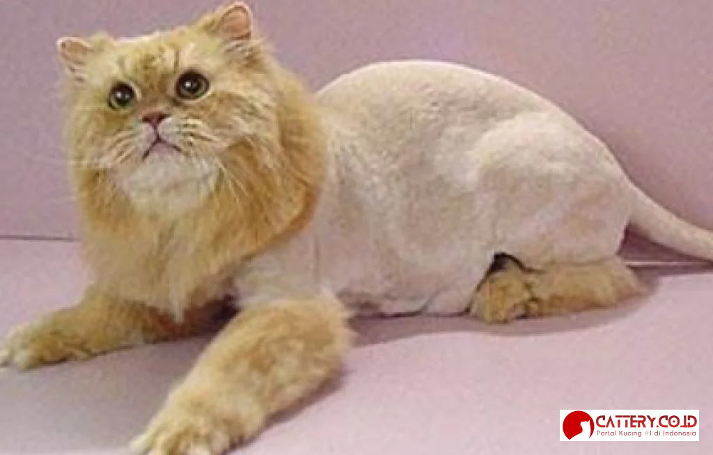 lion cut untuk kucing