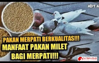 makanan burung merpati berkualitas