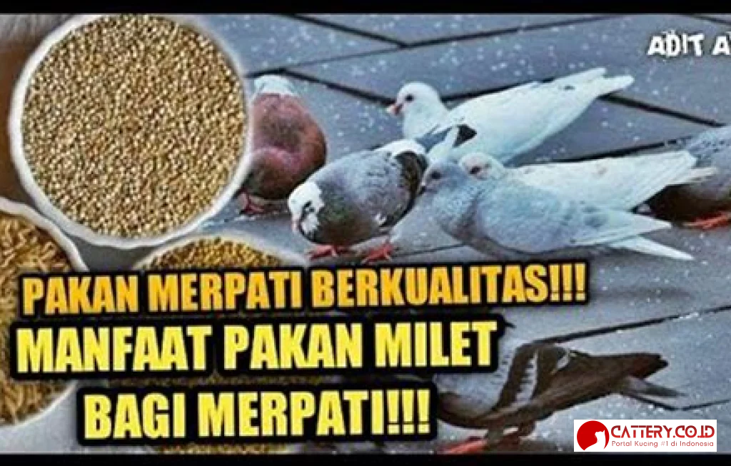 makanan burung merpati berkualitas