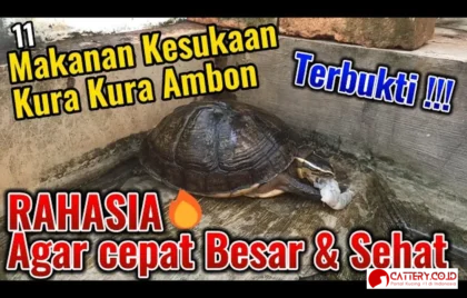 makanan kura-kura ambon sehat