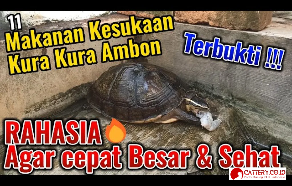 makanan kura-kura ambon sehat