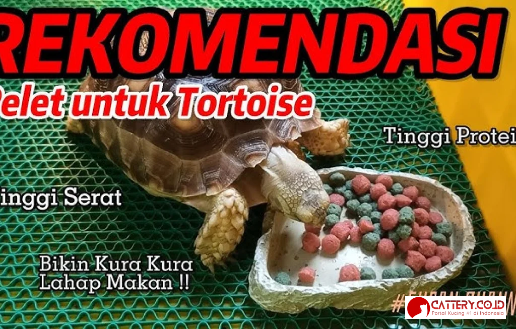 makanan kura-kura tinggi protein
