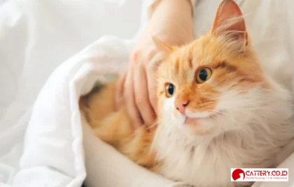 makanan yang bikin kucing sakit