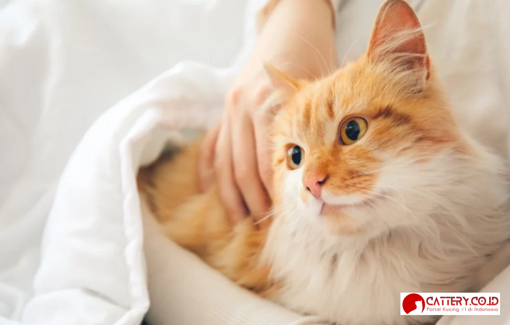 makanan yang bikin kucing sakit