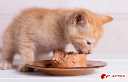 manfaat wet food untuk kucing