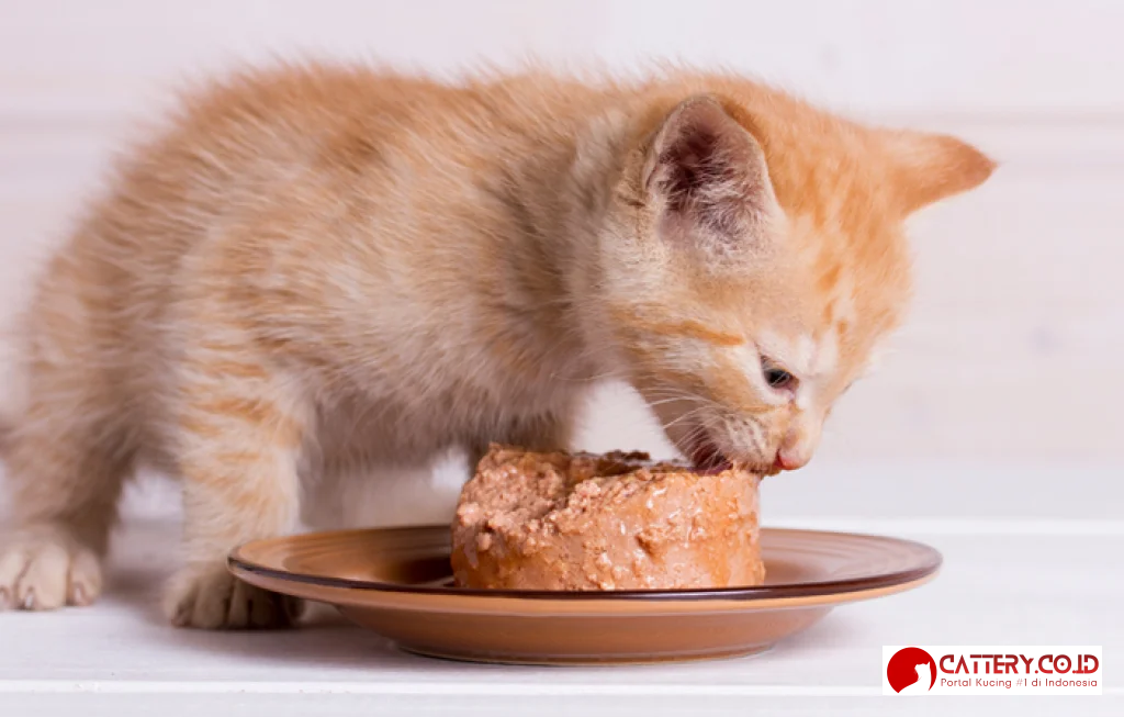 manfaat wet food untuk kucing