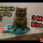 melatih kucing toilet pasir