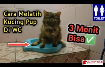 melatih kucing toilet pasir