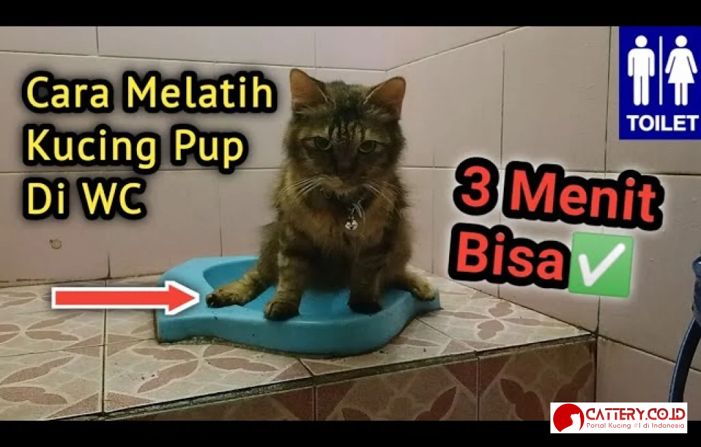 melatih kucing toilet pasir