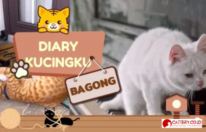 memandikan kucing kesayangan