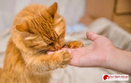 merawat dan menjinakkan kucing