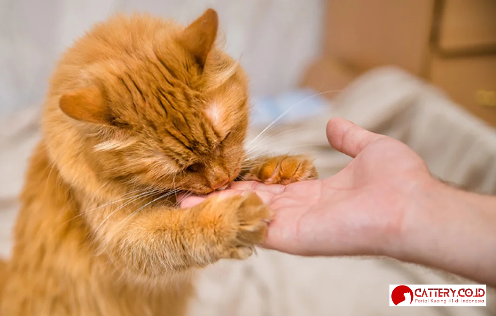 merawat dan menjinakkan kucing