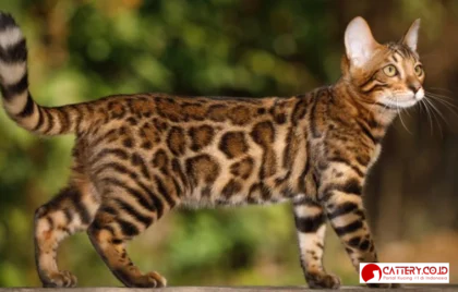 most expensive cat breeds