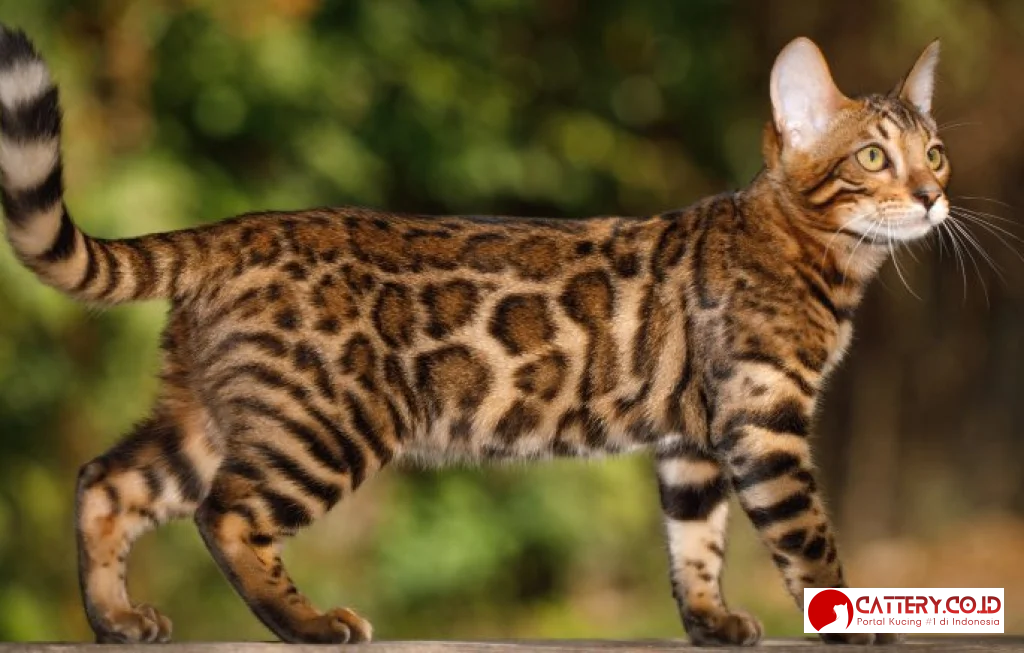 most expensive cat breeds