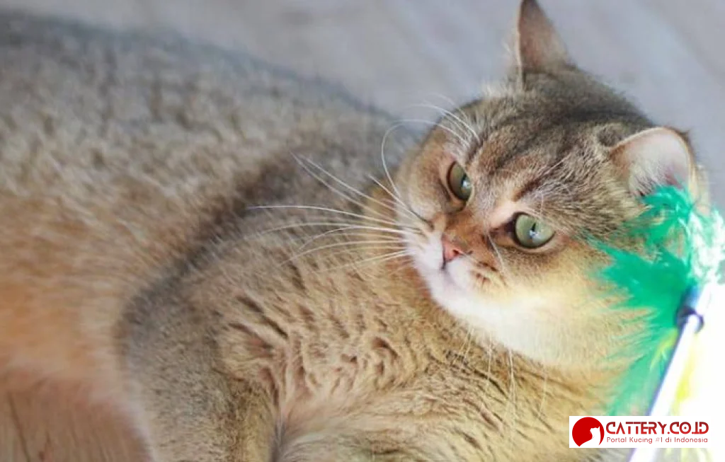 pentingnya steril dan kebiri kucing