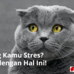penyebab kucing stres di rumah