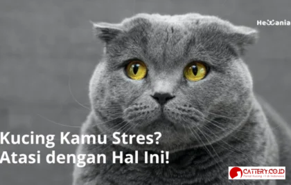 penyebab kucing stres di rumah