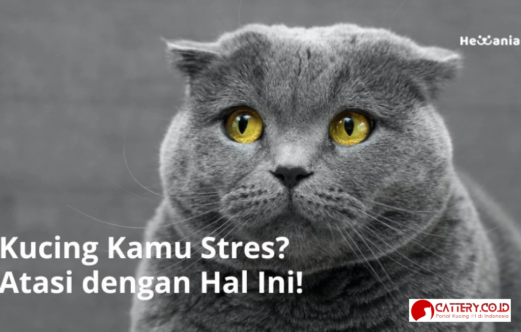 penyebab kucing stres di rumah