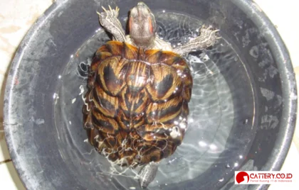 perawatan kura-kura brazil lengkap