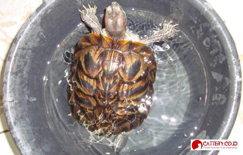 perawatan kura-kura brazil lengkap