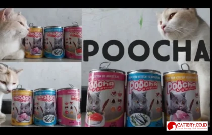 review makanan kucing poocha
