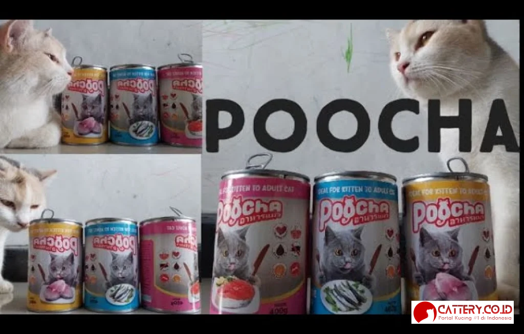 review makanan kucing poocha