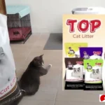 review pasir kucing gumpal