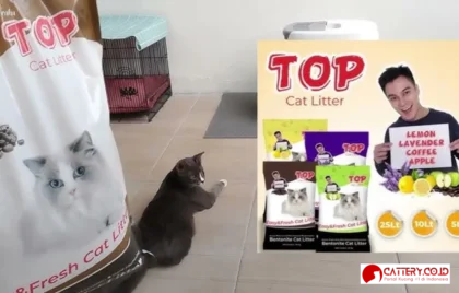 review pasir kucing gumpal