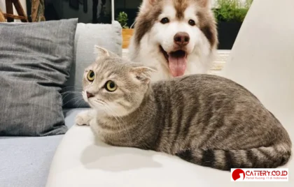 rumah ramah kucing