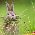 rumput makanan kelinci terbaik