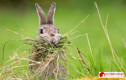 rumput makanan kelinci terbaik