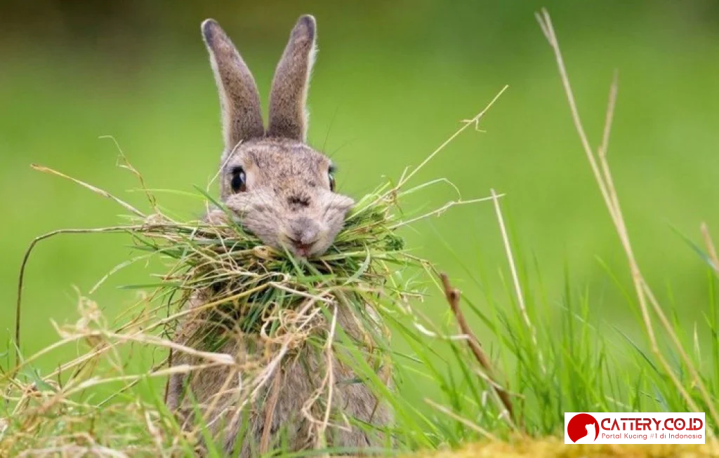 rumput makanan kelinci terbaik
