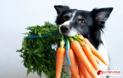 sayur yang boleh dimakan anjing