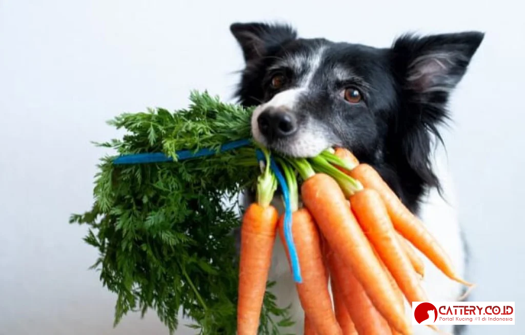 sayur yang boleh dimakan anjing
