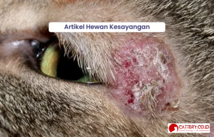 scabies vs jamur pada kucing