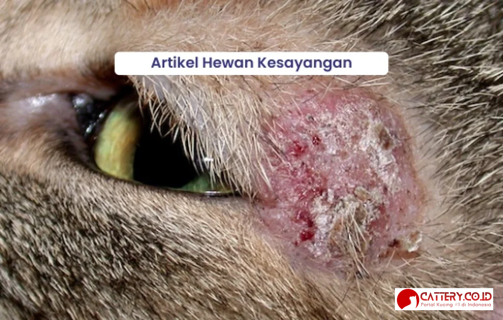 scabies vs jamur pada kucing