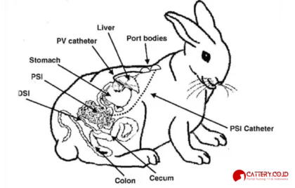 sistem pencernaan kelinci
