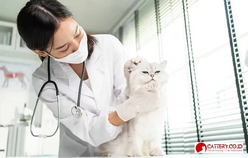 sterilisasi kucing untuk kesehatan