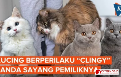 tanda kucing menyayangimu