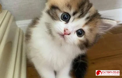 tentang kucing lucu dan unik