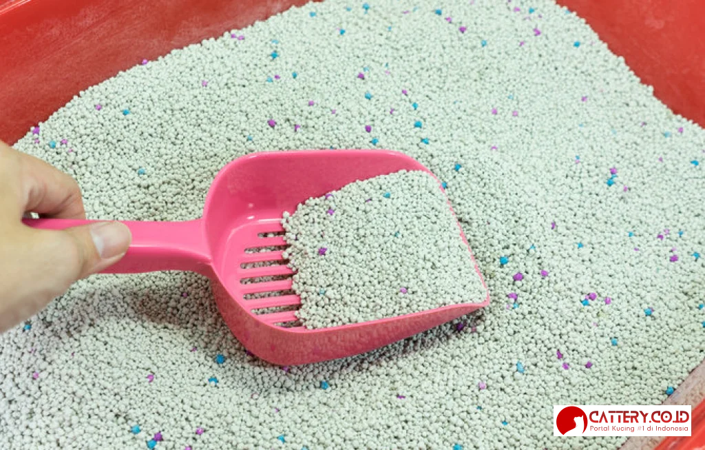 tips membersihkan kandang kucing