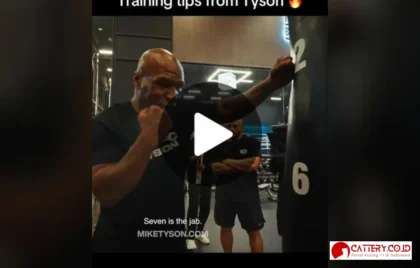 tips menjaga kucing indoor