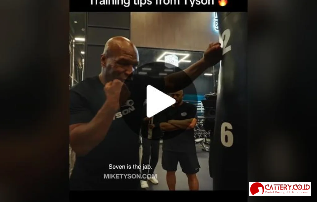 tips menjaga kucing indoor