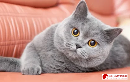 tips merawat kucing british shorthair